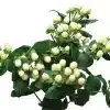 HGD 50x50cm White Berry Tile