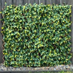 Expanding Trellis Green Wall Screen